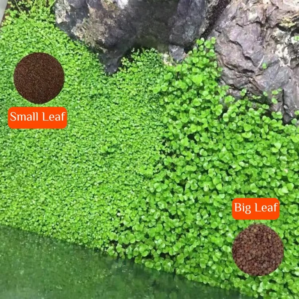 LEPET Bibit Rumput Air Dekorasi Aquarium Landscape Ornament 5g foto 5
