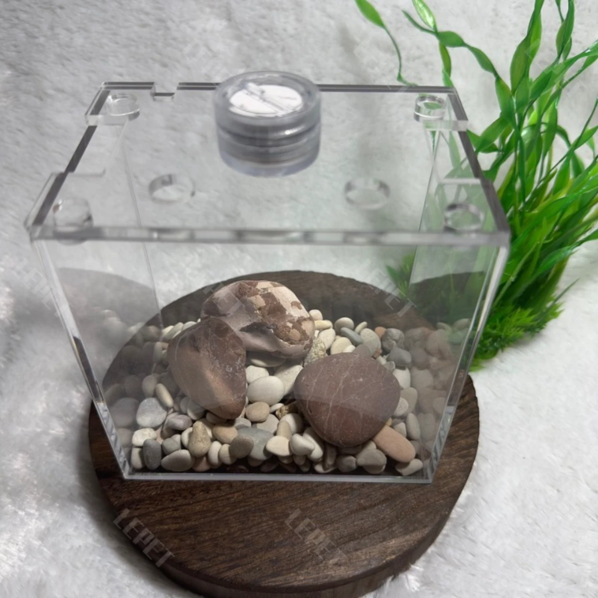 LEPET Akuarium Ikan Cupang 1 skat / Tempat Ikan Kecil Akrilik / Aquarium Mini Acrylic(FREE LAMPU,TUTUP DAN BATU) foto 8