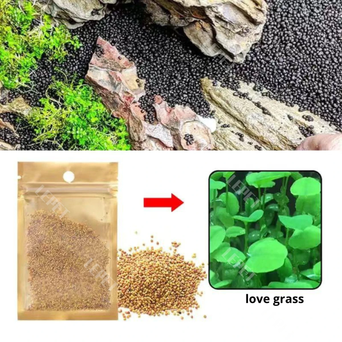 LEPET Bibit Rumput Air Dekorasi Aquarium Landscape Ornament 5g foto 4