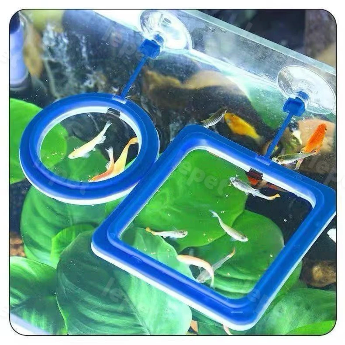 LEPET Feeding Ring Kotak PJ51 Floating Tempat Pakan Akuarium Ikan foto 3