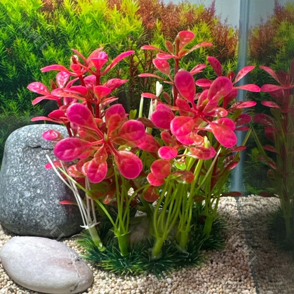 LEPET AQUARIUM PAKET 30 CM / AQUARIUM MELENGKUNG / AQUASCAPE / AQUARIUM BENDING foto 8
