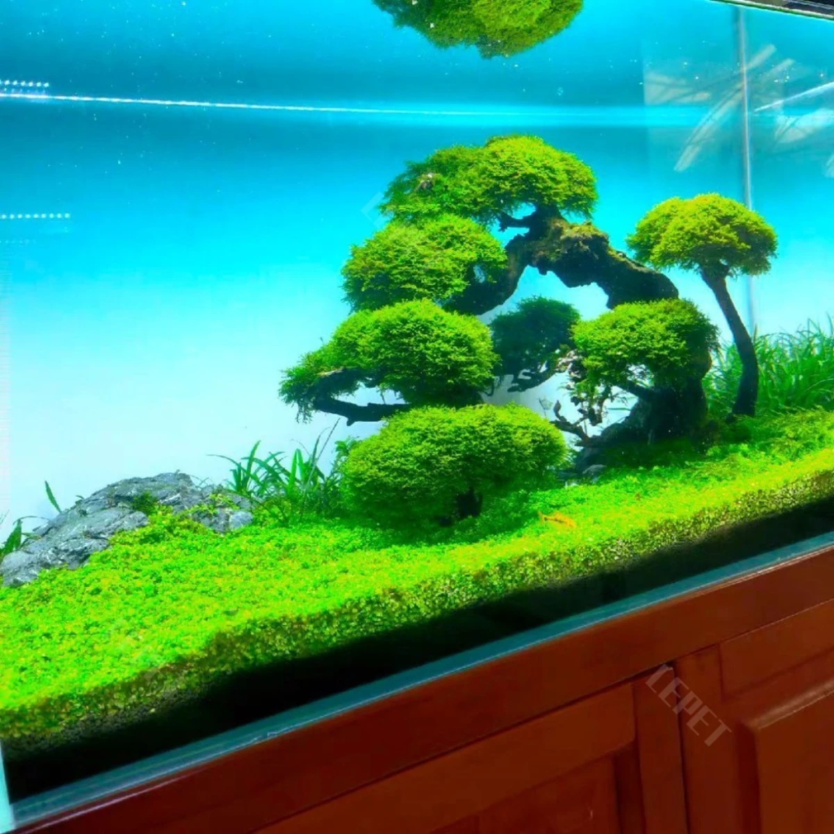 LEPET Background Aquarium GRADASI, 30/40 Stiker Aquarium , Wallpaper Aquarium, Aquascape, Stiker belakang aquarium foto 3
