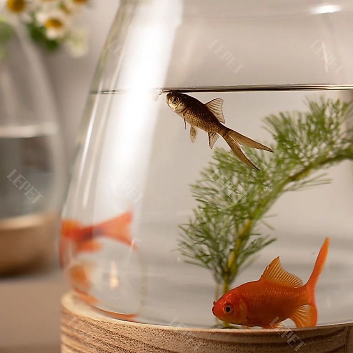 LEPET AQUARIUM MINI KECIL A17 / AKUARIUM IKAN CUPANG HIAS / KURA-KURA foto 2