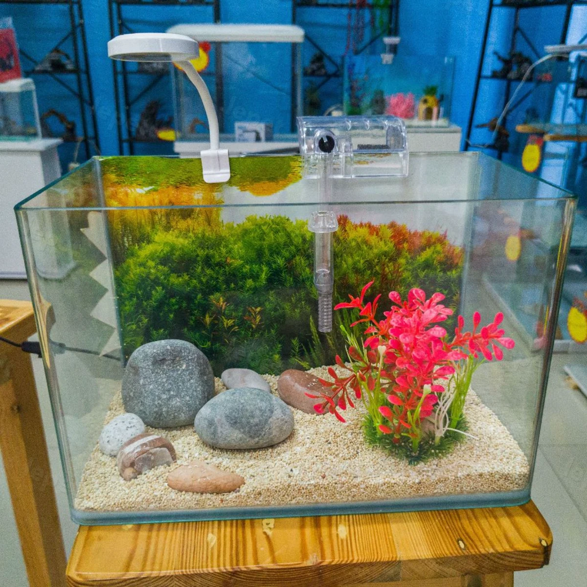 LEPET AQUARIUM PAKET 30 CM / AQUARIUM MELENGKUNG / AQUASCAPE / AQUARIUM BENDING foto 7